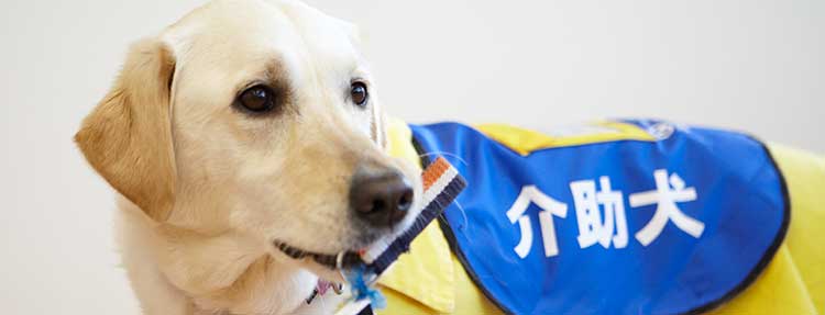 みんなのペットオンライン 日本介助犬協会 様